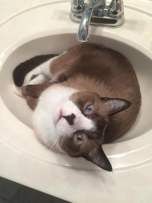 Cats really do love sitting in sinks (Gallery)