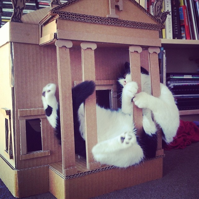 cat in dollhouse
