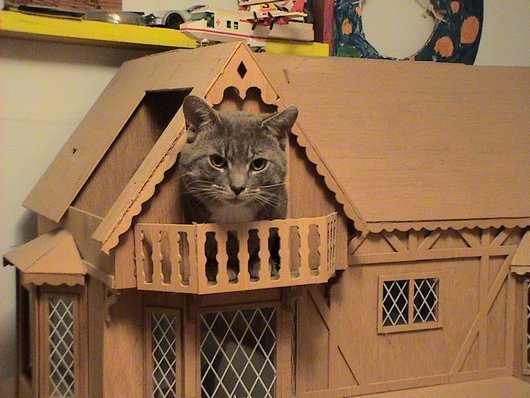 cat in dollhouse