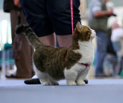 munchkin katt korta ben Munchkin Cats Might Make Your Heart Explode From The Cuteness Gallery munchkin katt korta ben