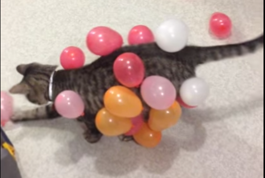 Cat Balloon Static