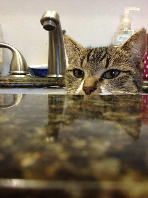 Cats really do love sitting in sinks (Gallery)