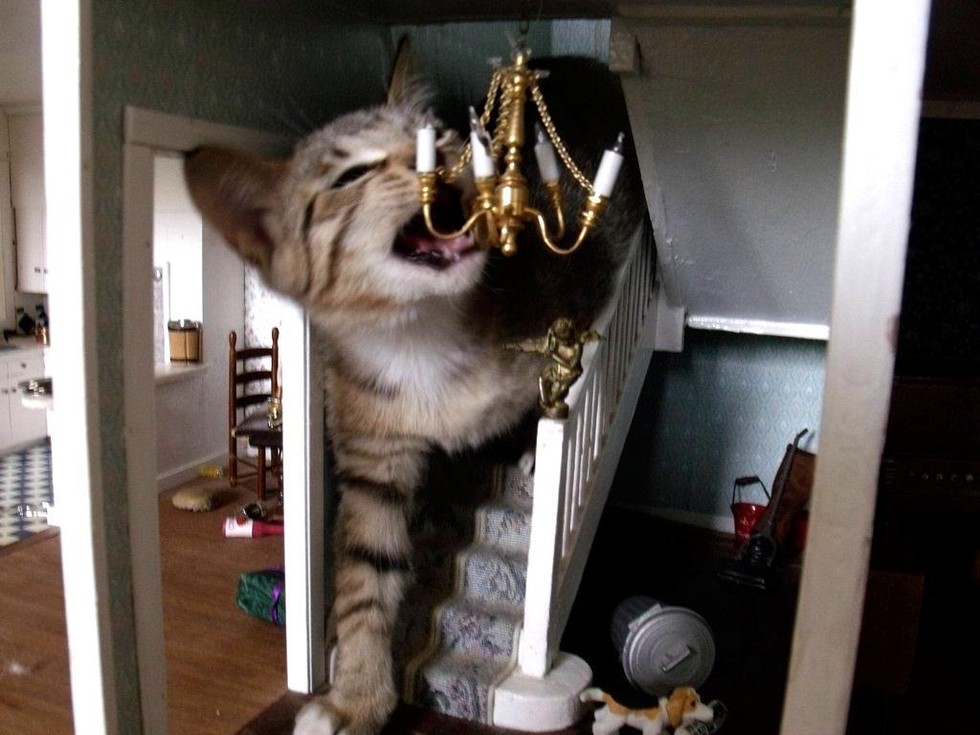cat in dollhouse