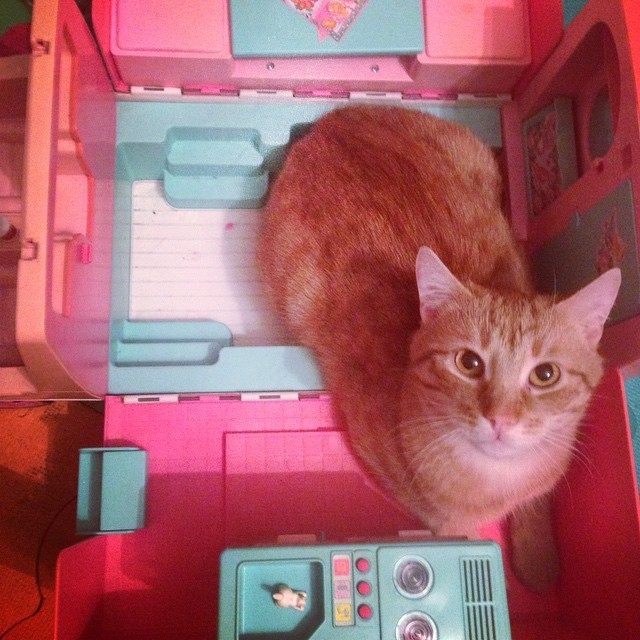 cats in doll houses