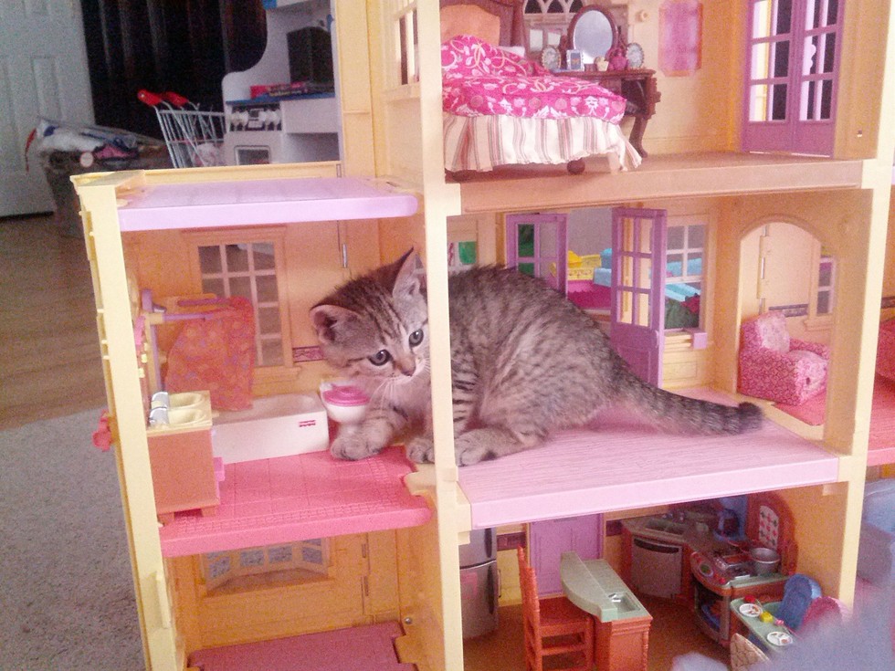 doll in a cat house