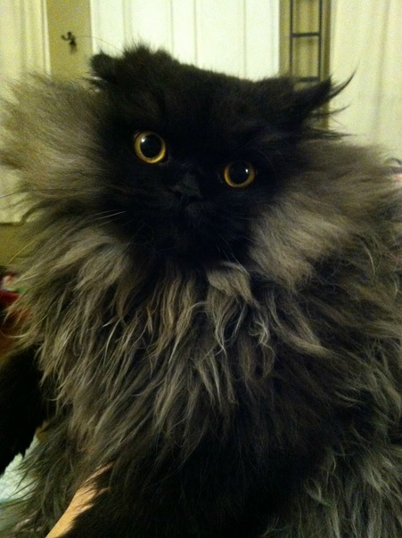 fluff6