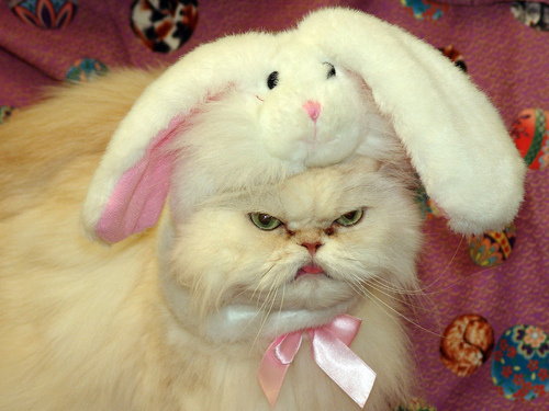 22 cats who iz totally ready for Easter... or not