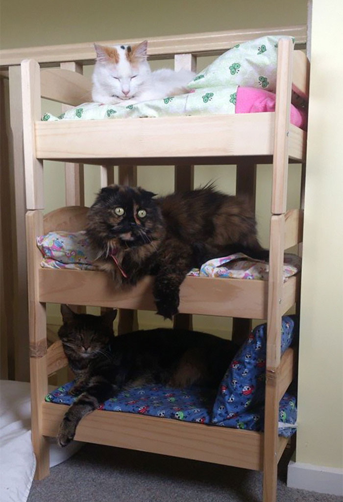 17 cats sleeping in adorable little beds will seriously make your day