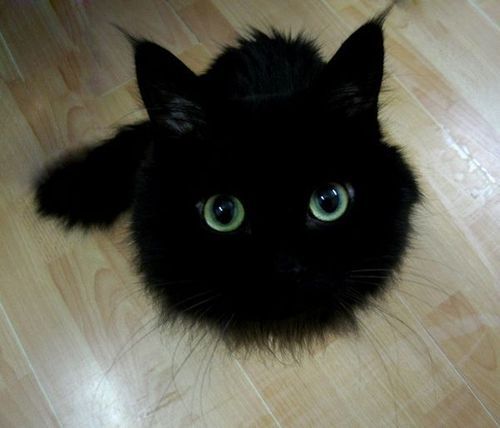 black cat friday 6