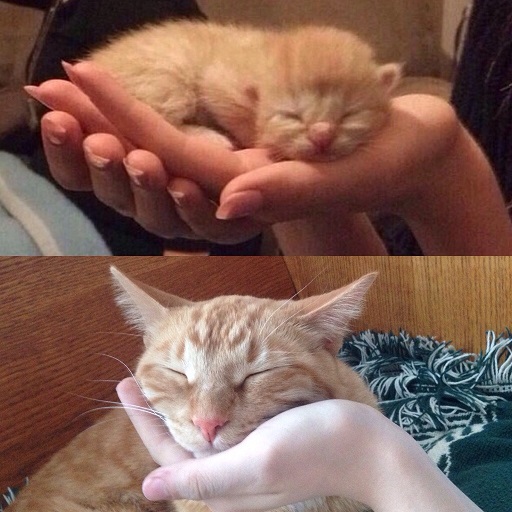 20 before and after photos of cats growing up