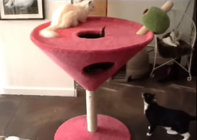 martini cat tree