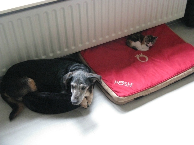Why So Cats And Dogs Come In Dreams Why So Cats And Dogs Come In Dreams