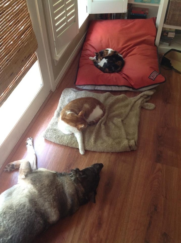 32 cats stealing dogs beds will prove who iz the superior species