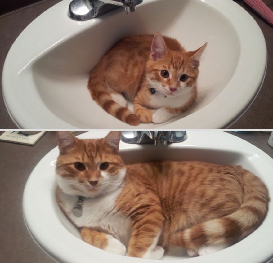 20 before and after photos of cats growing up