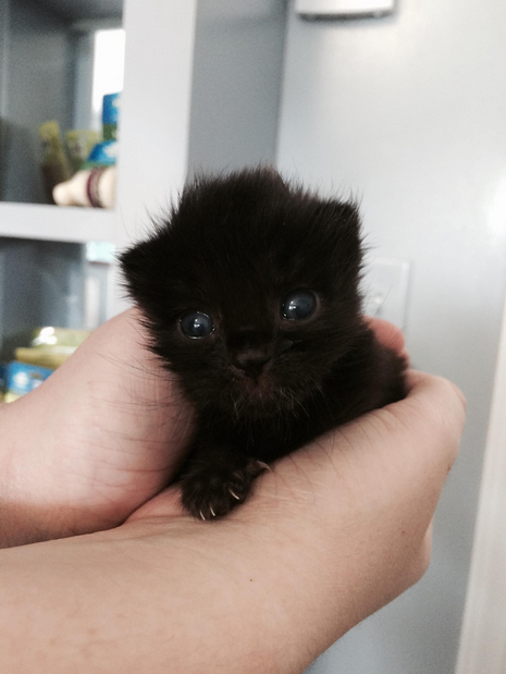 babypanther