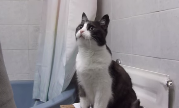 cat absolutely loves the