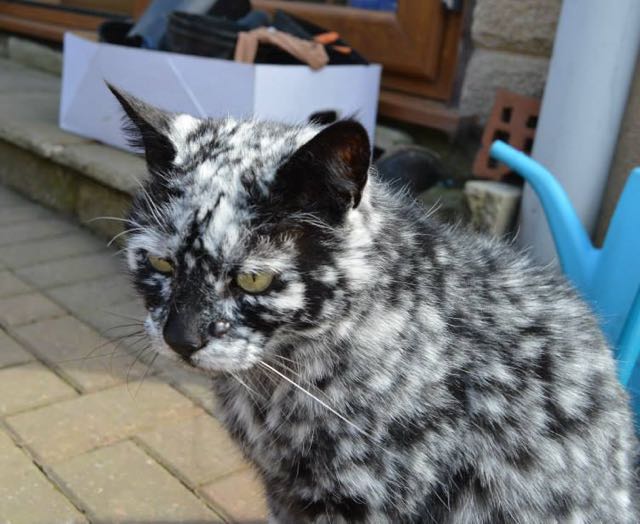 Scrappy Was Born With Black Fur But Now Is Slowly Morphing Into A White Kitty