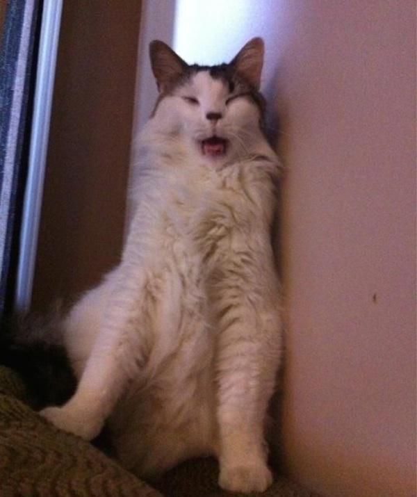 28 cats caught sneezing will seriously make your day