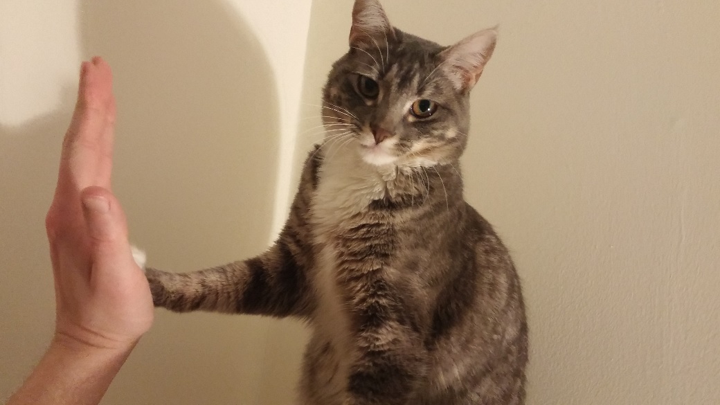 Cats high fives iz the best high fives (Gallery)