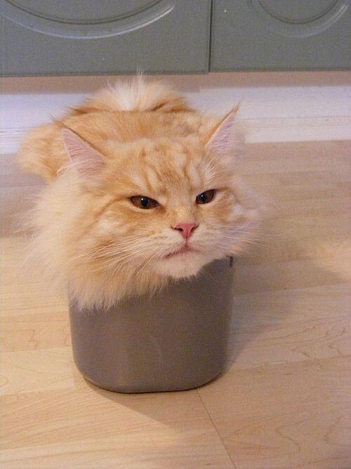 30 adorable photos of cats who turned into loaves of bread. I present
