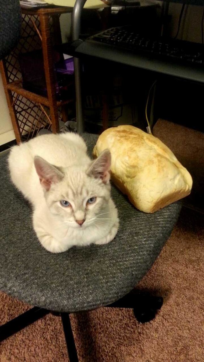 30 adorable photos of cats who turned into loaves of bread. I present