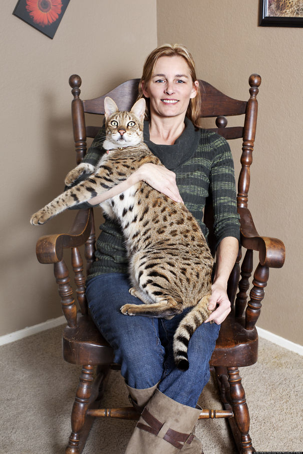 Biggest House Cat In The World 2015 19 of the most monstrously large pet cats ever Biggest House Cat In The World 2015 19 of the most monstrously large pet cats ever