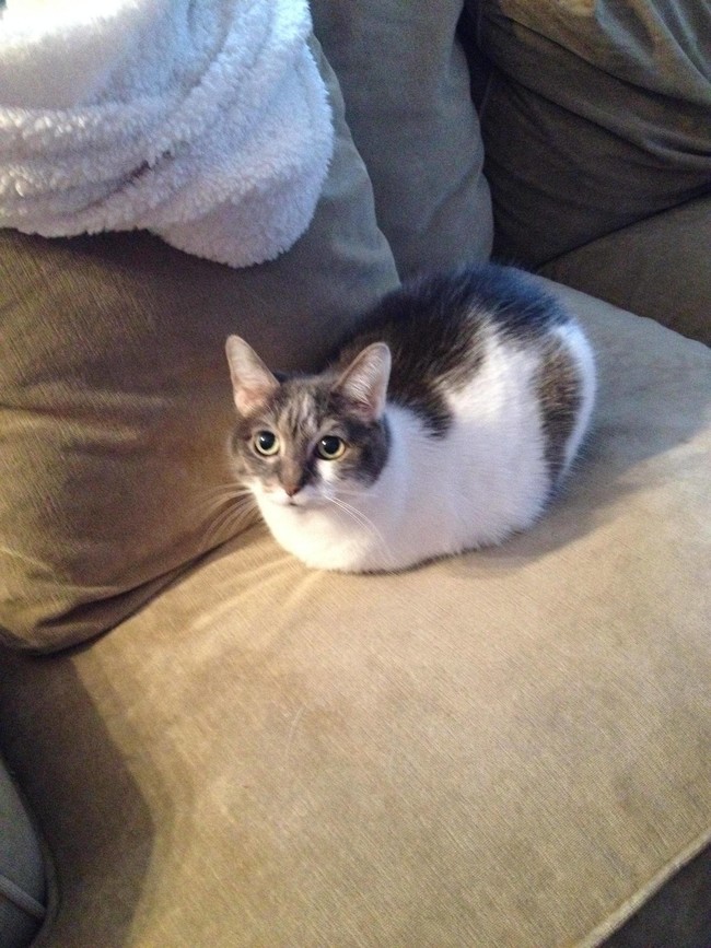 30 adorable photos of cats who turned into loaves of bread. I present