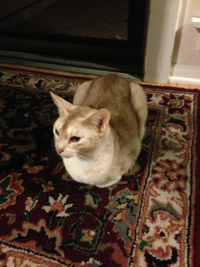 30 adorable photos of cats who turned into loaves of bread. I present