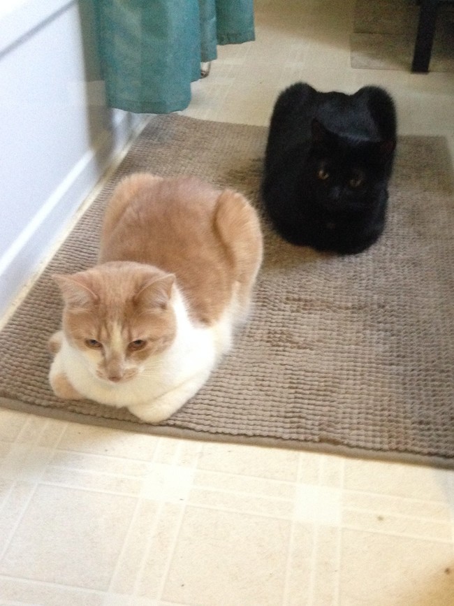 30 adorable photos of cats who turned into loaves of bread. I present