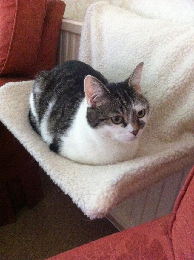 30 adorable photos of cats who turned into loaves of bread. I present to you... the kitty loaf!