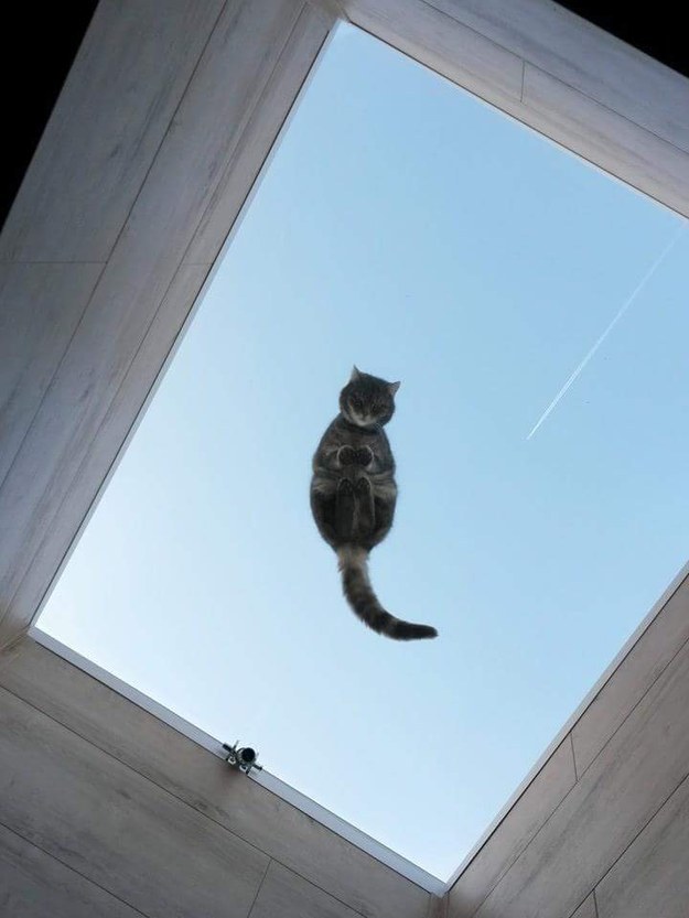 22 glorious photos of cats on glass tables