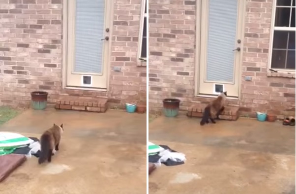 Man Spends Over An Hour Installing A New Cat Door And Then This