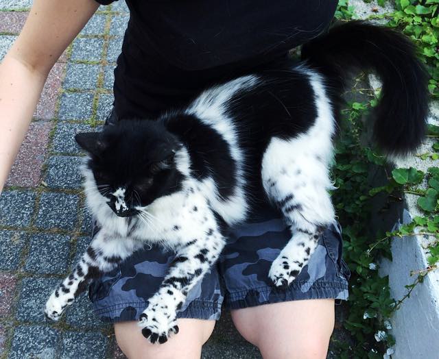 Beautiful cat has unique Dalmatianlike markings