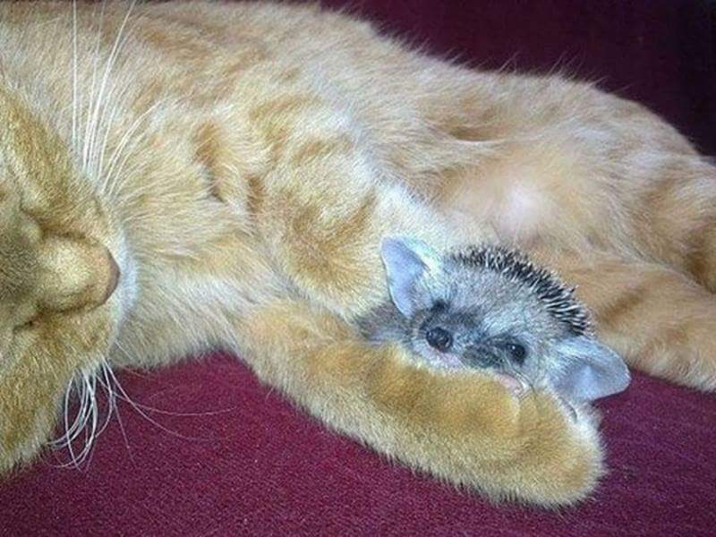 Cat mom adopts baby hedgehogs