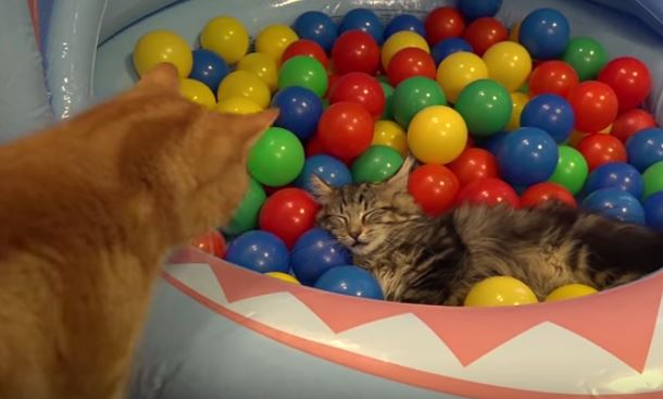 cat ball pit