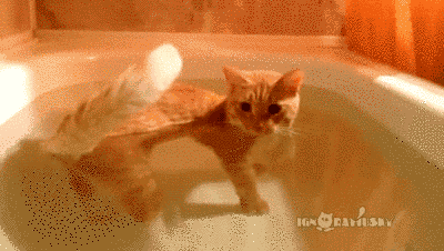21 cats who are
