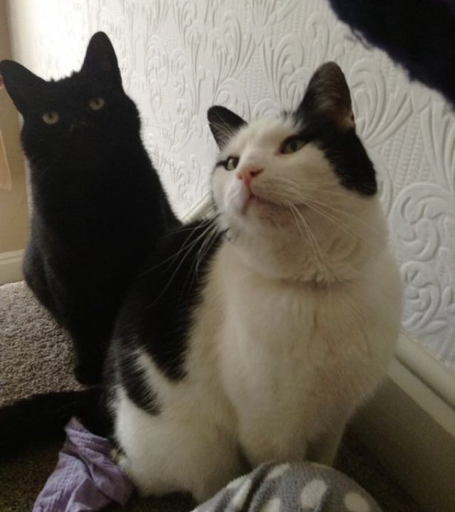 Missing cat takes the train to return home, and even got off on the