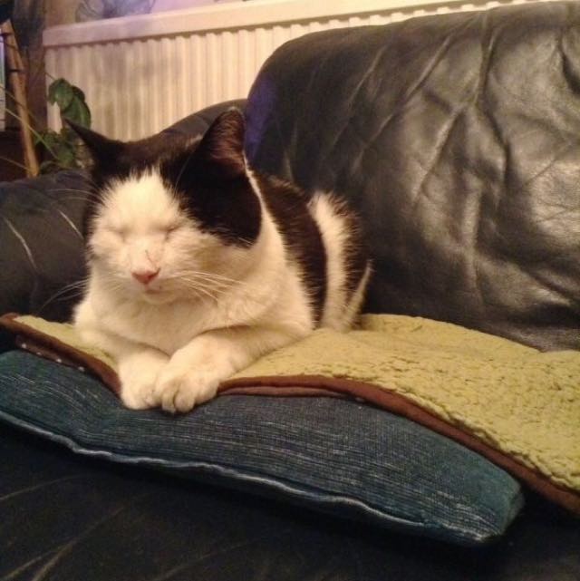 Missing cat takes the train to return home, and even got off on the