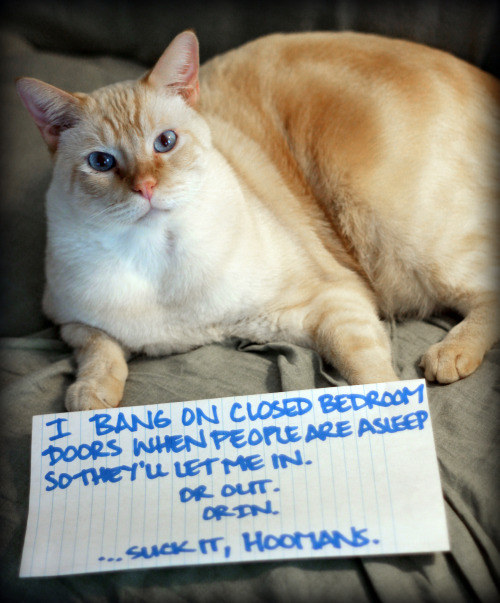 26 pictures that prove cats are complete jerks