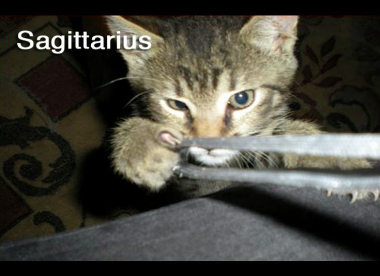 Image result for sagittarius kitty