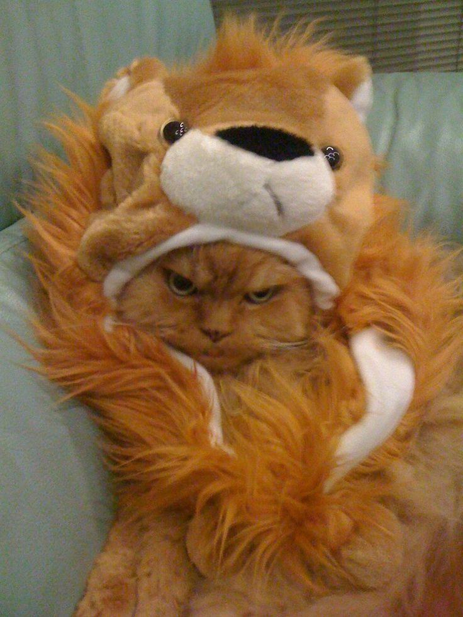 cat wearing lion costume
