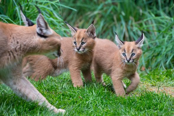 caracalkittens