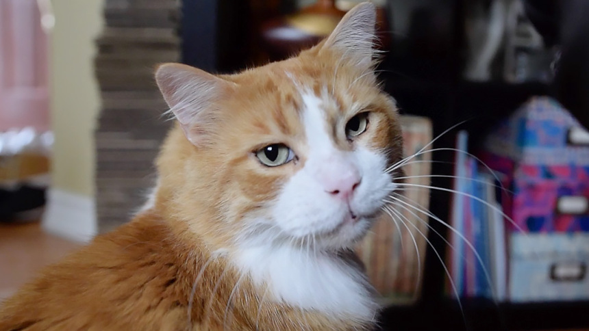 purr