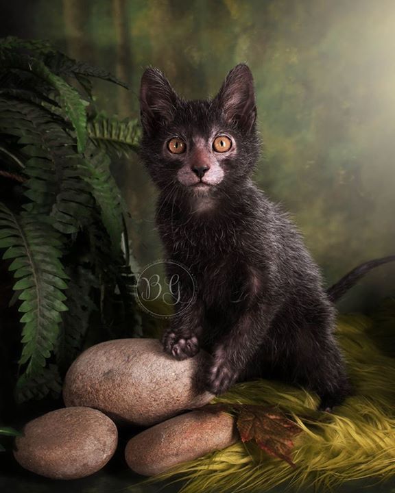 werewolf kitten