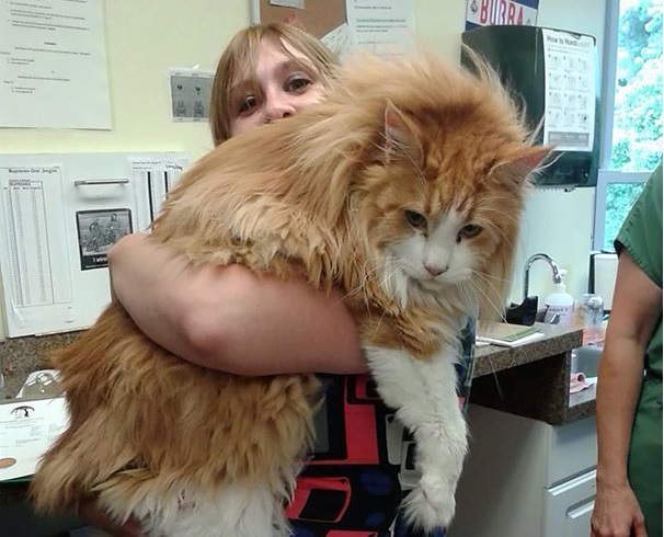 20 Maine Coon cats that are mini lions