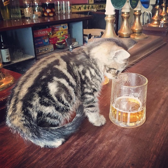 pub1