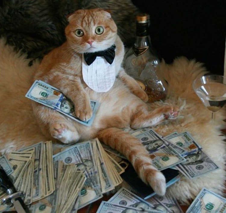 Are Cat Years Measured Like Dog Years Are Cat Years Measured Like Dog Years