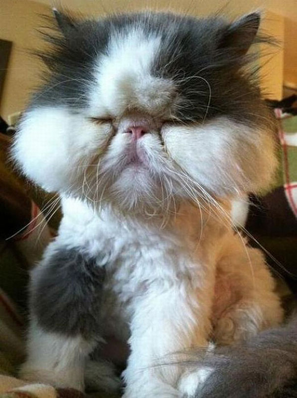 10 cats who lost a battle with a bee