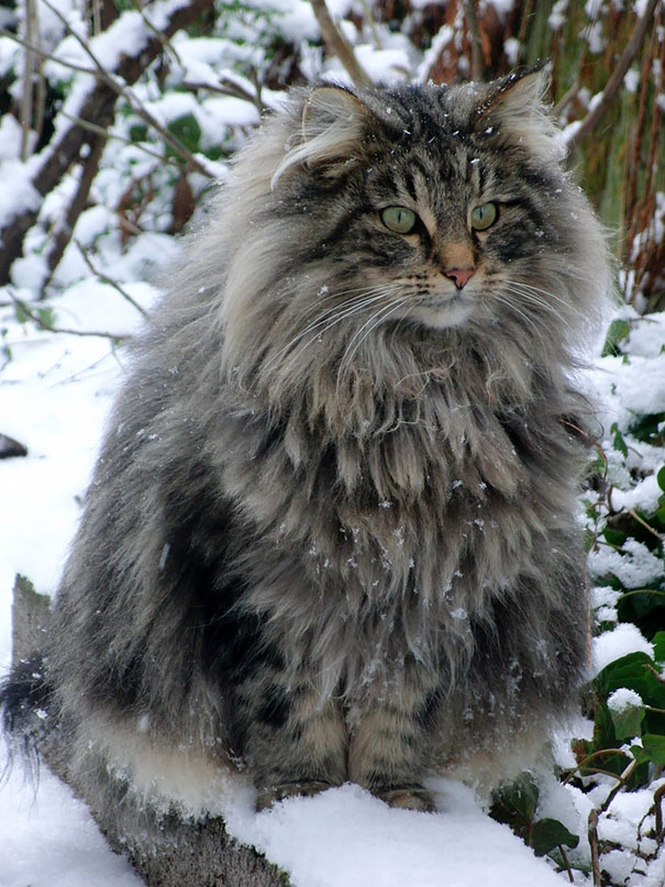 20 Maine Coon cats that are mini lions