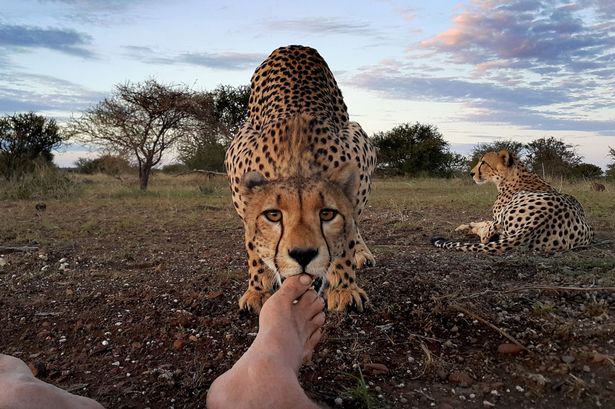 curious cheetah finds a photographer and adorably nibbles on his toes